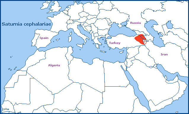 Global distribution of Saturnia cephalariae. Map: © Tony Pittaway.