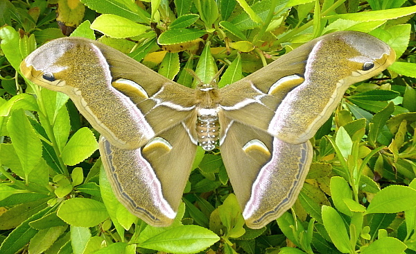 Male Samia cynthia cynthia, Bagnacavallo, Emilia-Romagna, Italy. Photo: © Tony Pittaway.