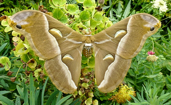 Female Samia cynthia cynthia (washed-out form), Bagnacavallo, Emilia-Romagna, Italy. Photo: © Tony Pittaway.