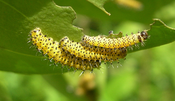 First and second instar larvae of Samia cynthia cynthia, Italy. Photo: © Tony Pittaway.