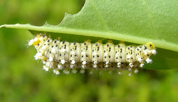 Third instar larvae of Samia cynthia cynthia, Italy. Photo: © Tony Pittaway.