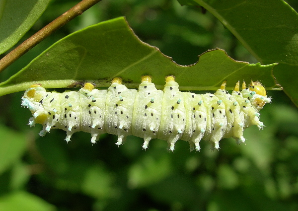 Fourth instar larvae of Samia cynthia cynthia, Italy. Photo: © Tony Pittaway.