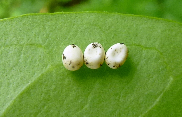 Eggs of Samia cynthia cynthia, Bagnacavallo, Emilia-Romagna, Italy. Photo: © Tony Pittaway.