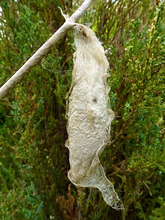 Cocoon of Samia cynthia cynthia, Bagnacavallo, Emilia-Romagna, Italy. Photo: © Tony Pittaway.