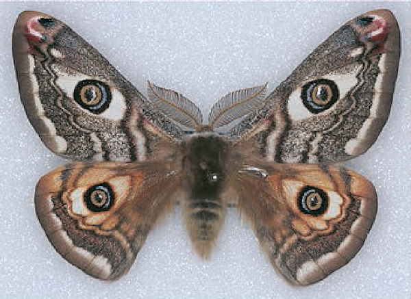 Male Saturnia josephinae (dark form), Mazagón area, Andalucia, Spain. Photo: © Werner Bruer.