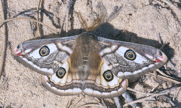 Male Saturnia josephinae (pale form), Mazagón area, Andalucia, Spain. Photo: © Werner Bruer.