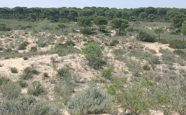 Typical habitat of Saturnia josephinae, La Algaida area, Andalucia, Spain. Photo: © Werner Bruer.