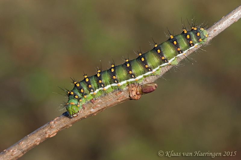 Final instar larva of Saturnia josephinae, Andalucia, Spain. Photo: © Klaas van Haeringen.