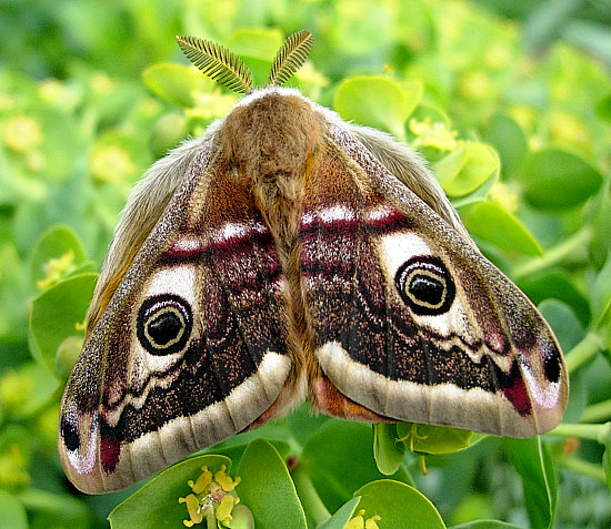 Male Saturnia pavonia, England. Photo: © Tony Pittaway.