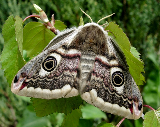 Female Saturnia pavonia, England. Photo: © Tony Pittaway.