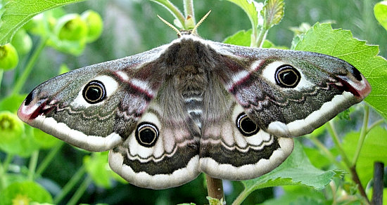 Female Saturnia pavonia, England. Photo: © Tony Pittaway.