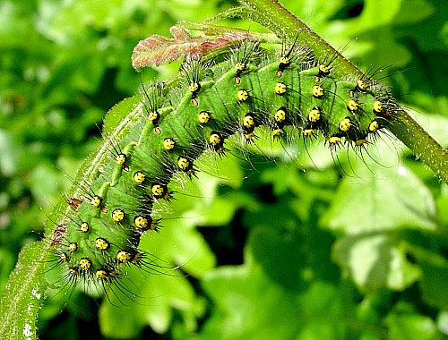 Full-grown larva of Saturnia pavonia, England. Photo: © Tony Pittaway.