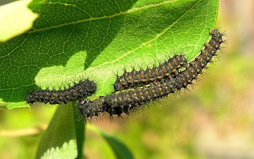 First instar larvae of Saturnia pavonia, England. Photo: © Tony Pittaway.