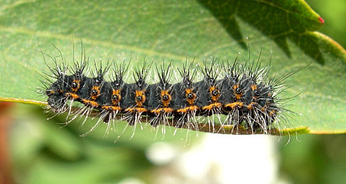 Second instar larvae of Saturnia pavonia, England. Photo: © Tony Pittaway.