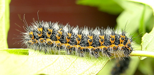 Third instar larvae of Saturnia pavonia, England. Photo: © Tony Pittaway.