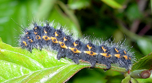 Third instar larvae of Saturnia pavonia, England. Photo: © Tony Pittaway.