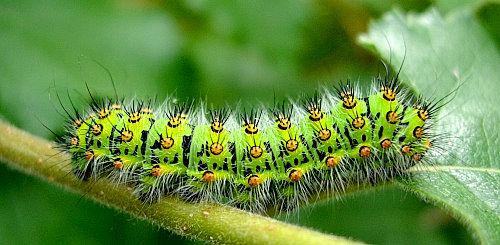 Fourth instar larvae of Saturnia pavonia, England. Photo: © Tony Pittaway.