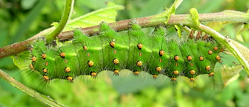 Full-grown larva of Saturnia pavonia, England. Photo: © Tony Pittaway.