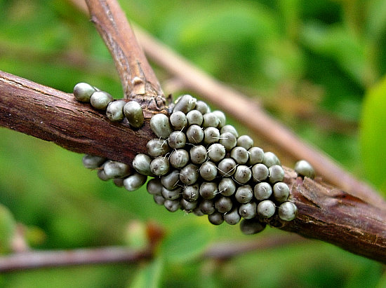Eggs of Saturnia pavonia, England. Photo: © Tony Pittaway.