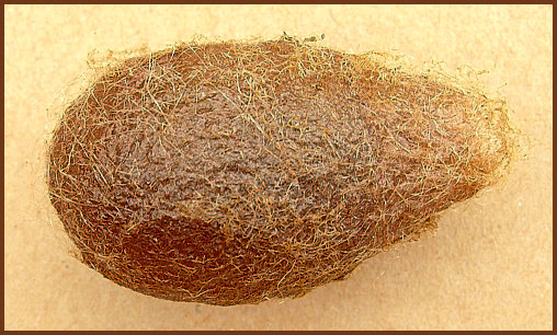 Cocoon of Saturnia pavonia, England. Photo: © Tony Pittaway.