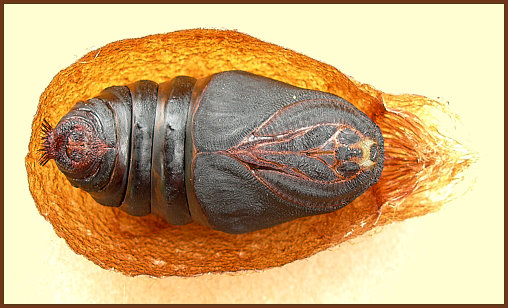 Female pupa of Saturnia pavonia, England. Photo: © Tony Pittaway.