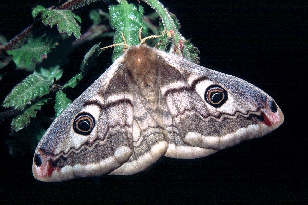 Female Saturnia pavoniella, Italy. Photo: © Tony Pittaway.