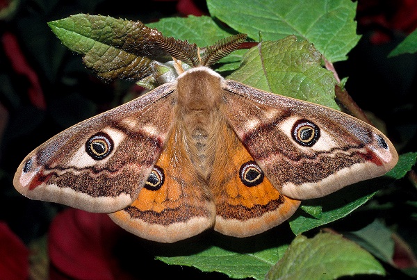 Male Saturnia pavoniella, Italy. Photo: © Tony Pittaway.