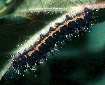 Early third instar larva of Saturnia pavoniella, Italy. Photo: © Tony Pittaway.