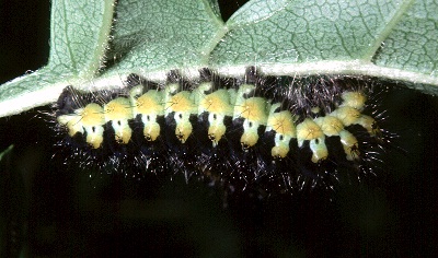 Late third instar larva of Saturnia pavoniella, Italy. Photo: © Tony Pittaway.