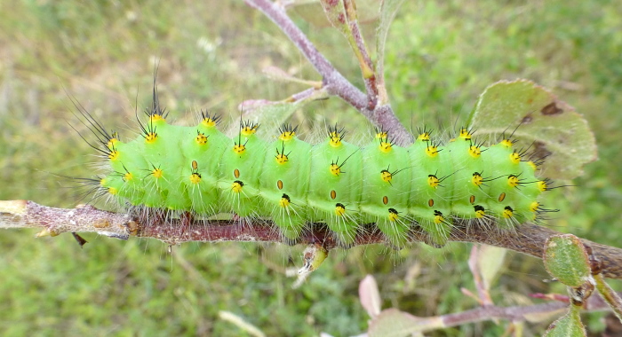 Final instar larva of Saturnia pavoniella, near Serres, northern Greece, 8.vi.2013. Photo: © Tony Pittaway.