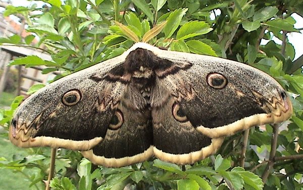 Male Saturnia pyri, Devin (nr. Bratislava), Slovakia (dark form). Photo: © Kevin Guerrier.