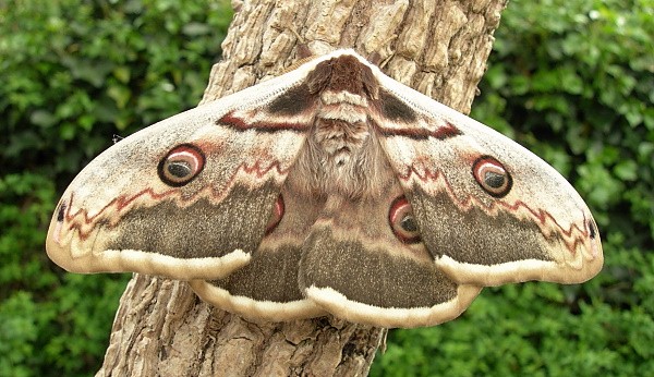 Female Saturnia pyri, Italy (pale form). Photo: © Tony Pittaway.