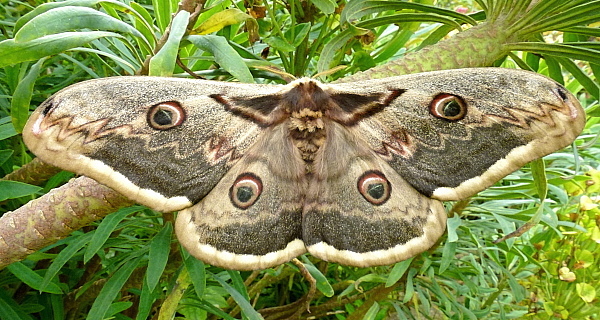 Female Saturnia pyri, Campigno, Tuscany, Italy (pale form). Photo: © Tony Pittaway.