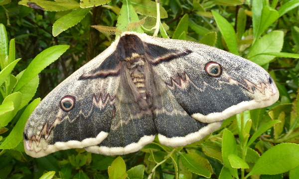 Male Saturnia pyri, Campigno, Tuscany, Italy (pale form). Photo: © Tony Pittaway.