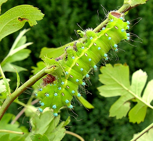 Final instar larva of Saturnia pyri, Italy. Photo: © Tony Pittaway.