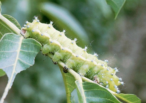 Full-grown final instar larva of Saturnia pyri, pre-pupation colour, Lake Neusiedl, Austria. Photo: © Tony Pittaway.