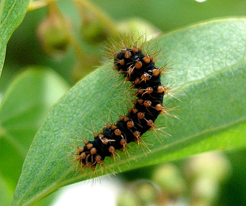 First instar larva of Saturnia pyri, Italy. Photo: © Tony Pittaway.