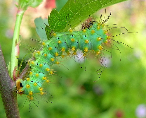 Third instar larva of Saturnia pyri, Italy. Photo: © Tony Pittaway.