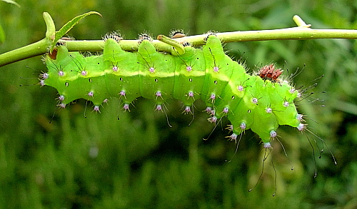 Fourth instar larva of Saturnia pyri, Italy. Photo: © Tony Pittaway.