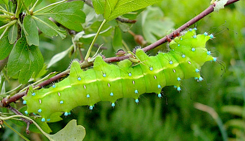 Final instar larva of Saturnia pyri, Italy. Photo: © Tony Pittaway.