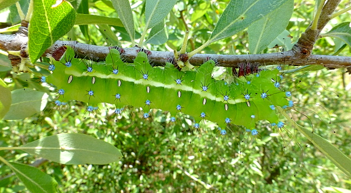 Final instar larva of Saturnia pyri, Lake Kerkini, northern Greece, 7.vi.2013. Photo: © Tony Pittaway.