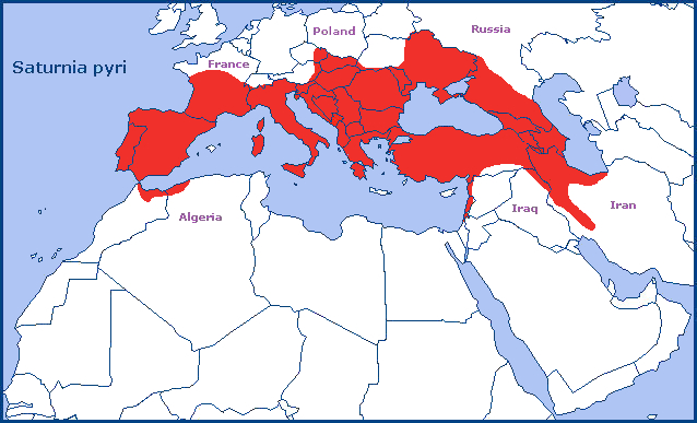 Global distribution of Saturnia pyri. Map: © Tony Pittaway.