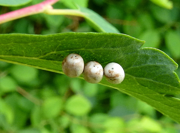 Eggs of Saturnia pyri, Italy. Photo: © Tony Pittaway.