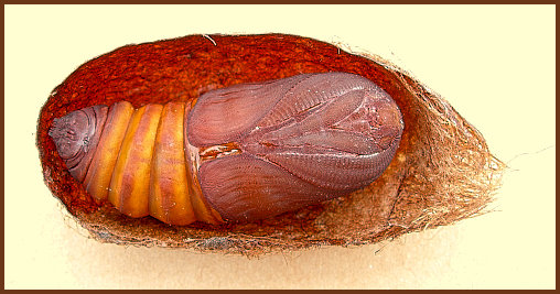 Male pupa of Saturnia pyri, Italy. Photo: © Tony Pittaway.