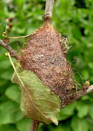 Cocoon of Saturnia pyri spun up on a twig, Italy. Photo: © Tony Pittaway.