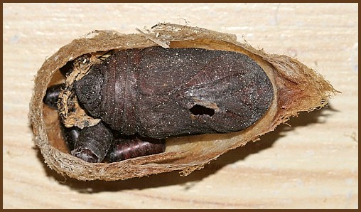 Cocoon and pupa of Saturnia pyri, with Tachinid puparia, Saint Jean de Buèges, France. Photo: Stéphan Dubois.