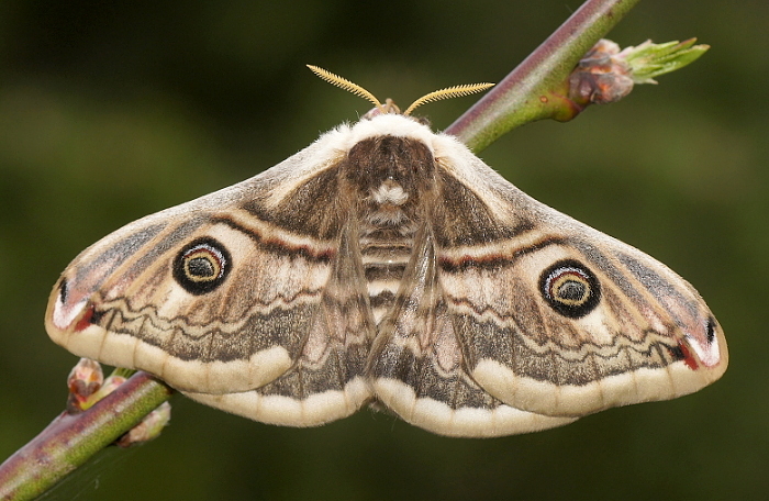 Female Saturnia spini, Bulgaria (Sandanski) x Macedonia (Veles). Photo: © Hynek Habal.