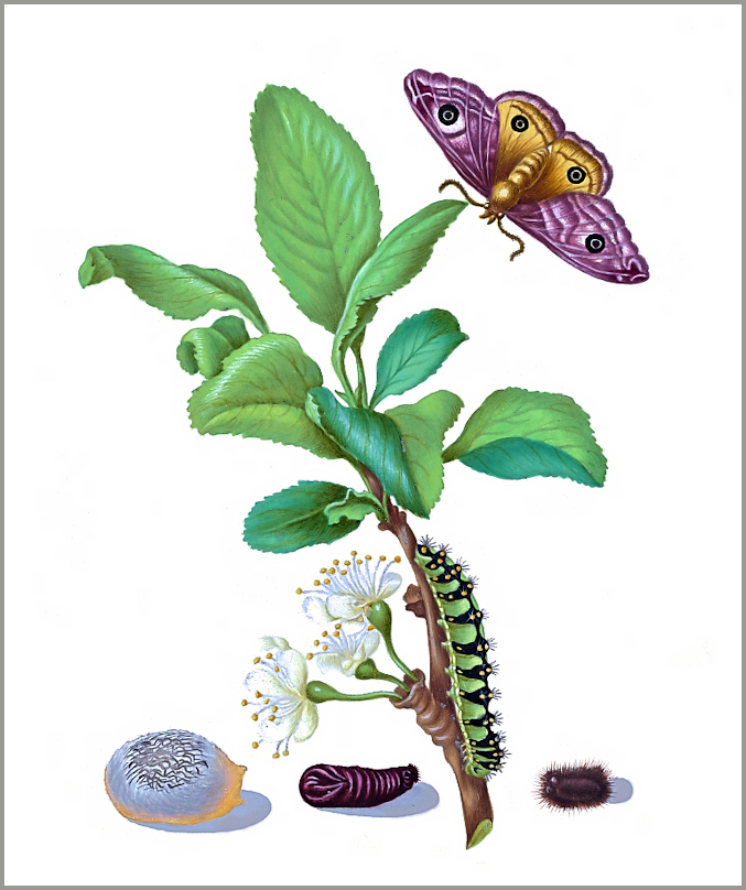 Plate 13 from Maria Sibylla Merian (1679), with a male Saturnia pavonia and larva.