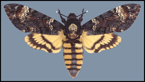 Acherontia atropos