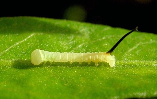 Unfed first instar larva of Acherontia atropos. Photo: © Tony Pittaway